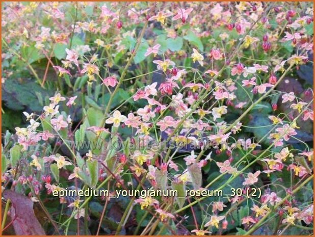 Epimedium youngianum 'Roseum' | Elfenbloem | Zierliche Garten-Elfenblume