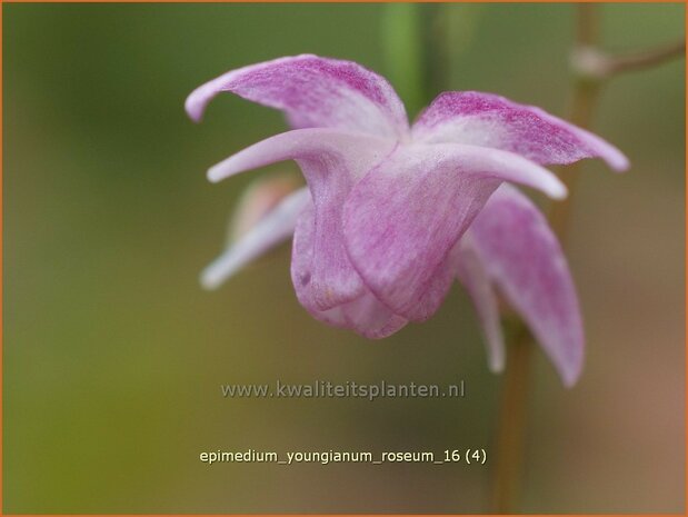 Epimedium youngianum 'Roseum' | Elfenbloem | Zierliche Garten-Elfenblume