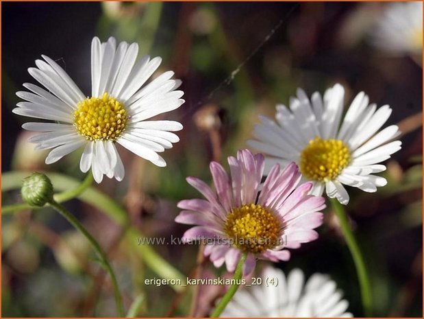 Erigeron karvinskianus | Muurfijnstraal, Fijnstraal | Stachelspitziges Berufkraut