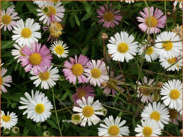 Erigeron karvinskianus | Muurfijnstraal, Fijnstraal | Stachelspitziges Berufkraut