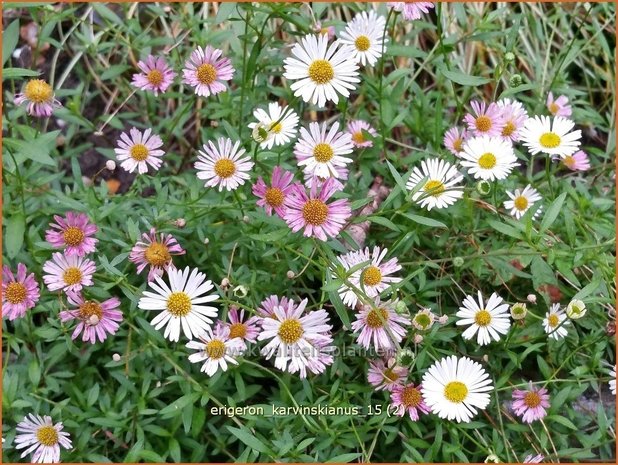 Erigeron karvinskianus | Muurfijnstraal, Fijnstraal | Stachelspitziges Berufkraut