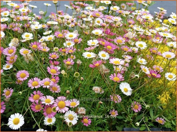 Erigeron karvinskianus | Muurfijnstraal, Fijnstraal | Stachelspitziges Berufkraut