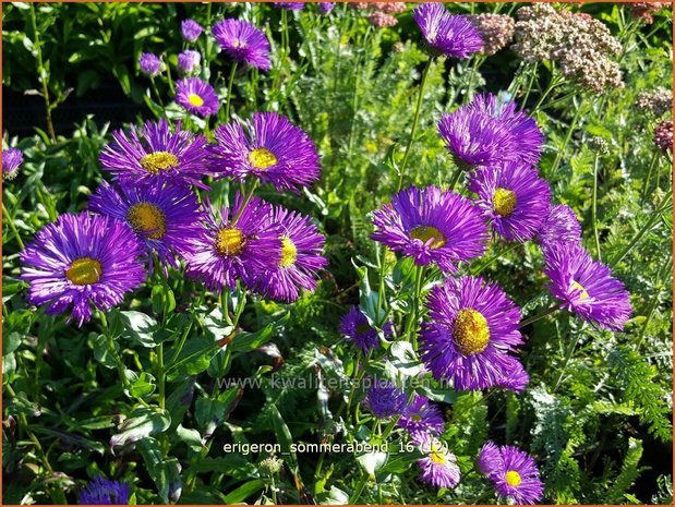 Erigeron 'Sommerabend' | Fijnstraal | Feinstrahl