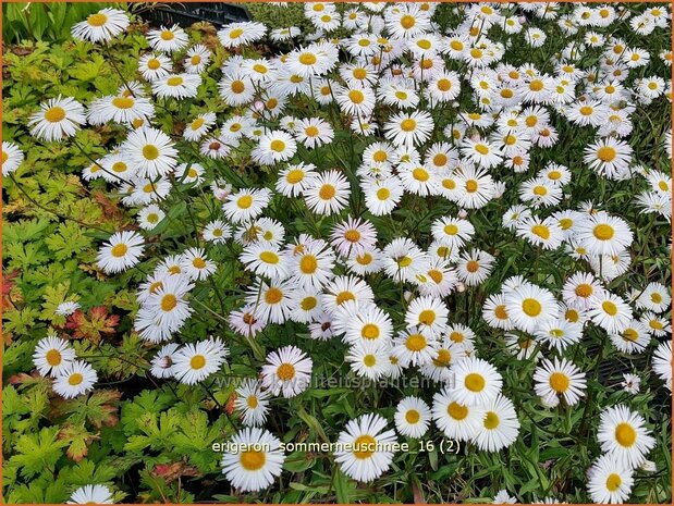 Erigeron 'Sommerneuschnee' | Fijnstraal | Feinstrahl