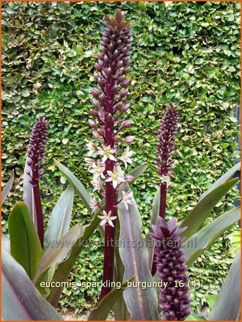 Eucomis 'Sparkling Burgundy' | Kuiflelie, Ananasplant | Ananasblume