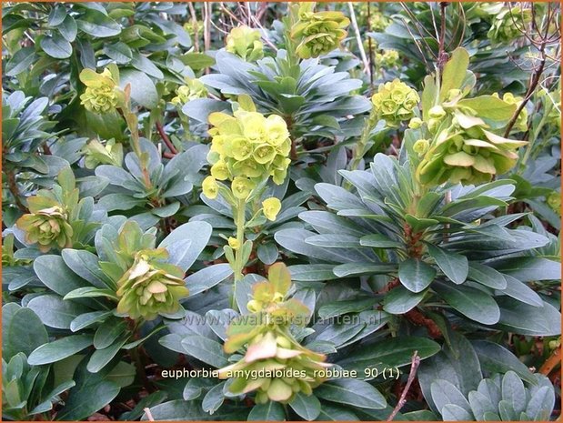 Euphorbia amygdaloides robbiae | Amandelwolfsmelk, Wolfsmelk | Mandelblättrige Wolfsmilch