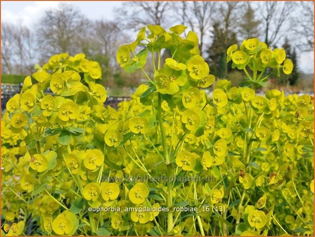 Euphorbia amygdaloides robbiae | Amandelwolfsmelk, Wolfsmelk | Mandelblättrige Wolfsmilch
