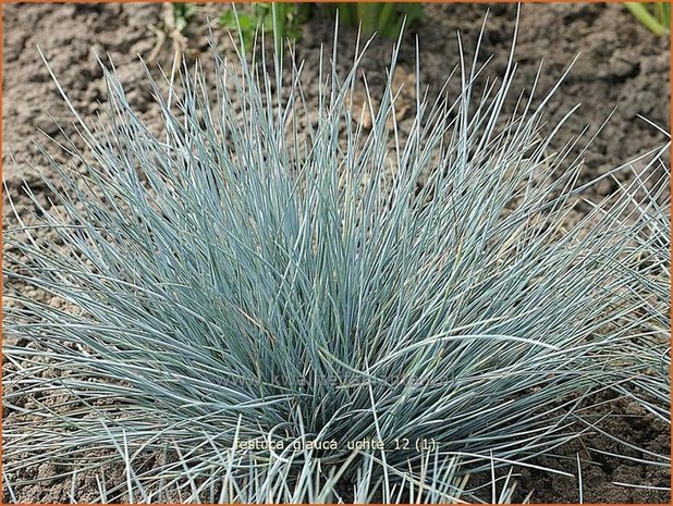 Festuca glauca 'Uchte' | Blauw schapengras, Zwenkgras, Schapengras | Blauschwingel