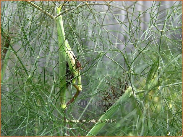 Foeniculum vulgare | Venkel | Gewöhnlicher Fenchel