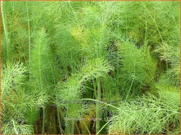 Foeniculum vulgare | Venkel | Gewöhnlicher Fenchel