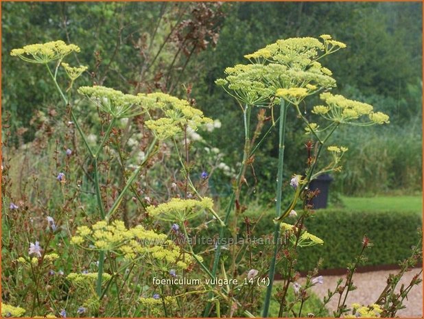 Foeniculum vulgare | Venkel | Gewöhnlicher Fenchel