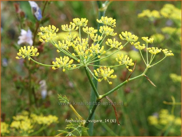 Foeniculum vulgare | Venkel | Gewöhnlicher Fenchel