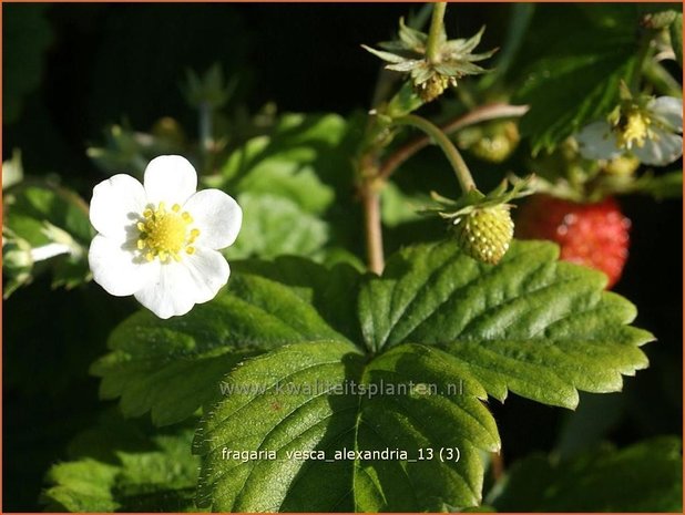 Fragaria vesca 'Alexandria' | Bosaardbei, Aardbei | Walderdbeere