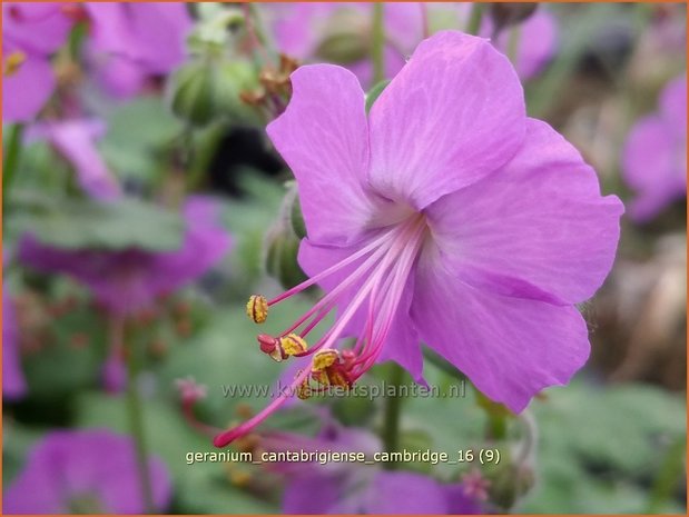 Geranium cantabrigiense 'Cambridge' | Ooievaarsbek, Tuingeranium | Cambridge-Storchschnabel