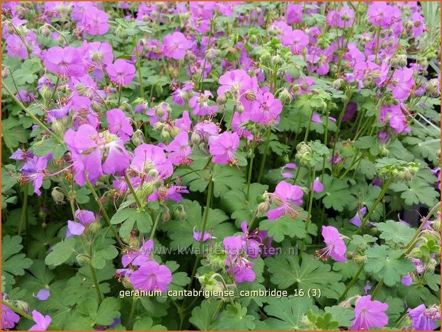 Geranium cantabrigiense 'Cambridge' | Ooievaarsbek, Tuingeranium | Cambridge-Storchschnabel