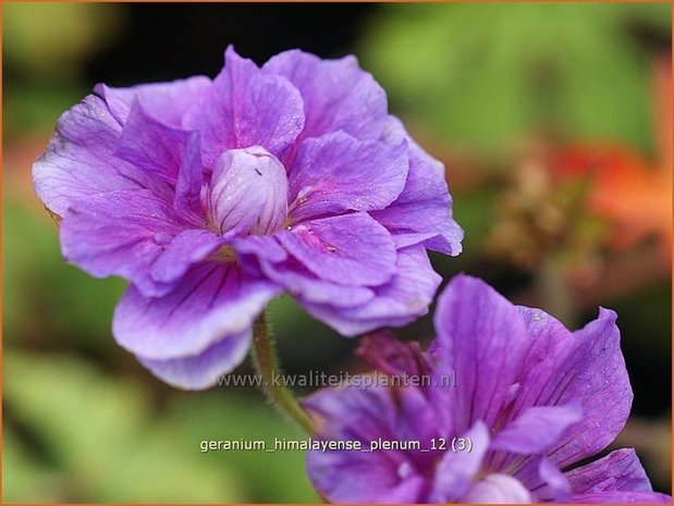 Geranium himalayense 'Plenum' | Ooievaarsbek, Tuingeranium | Himalaya-Storchschnabel