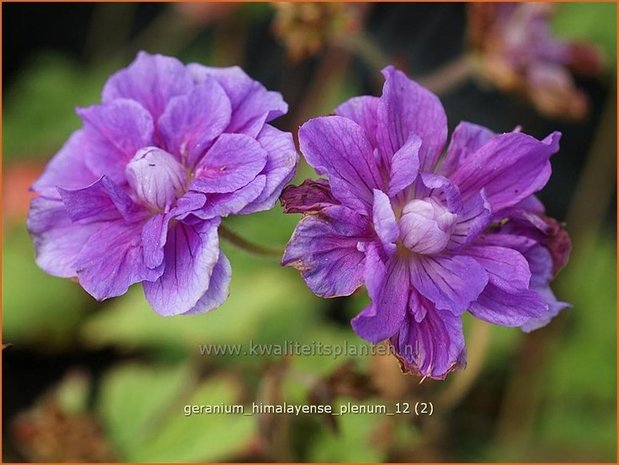 Geranium himalayense 'Plenum' | Ooievaarsbek, Tuingeranium | Himalaya-Storchschnabel