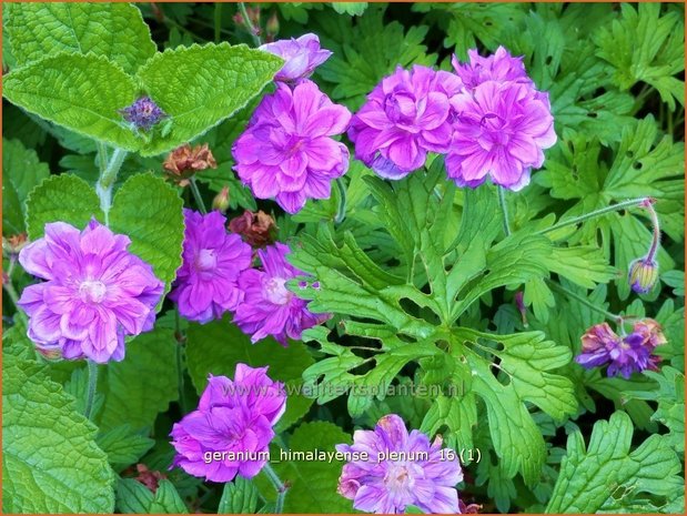 Geranium himalayense 'Plenum' | Ooievaarsbek, Tuingeranium | Himalaya-Storchschnabel
