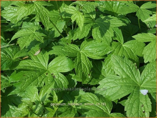 Geranium nodosum 'Simon' | Knopige ooievaarsbek, Ooievaarsbek, Tuingeranium | Bergwald-Storchschnabel
