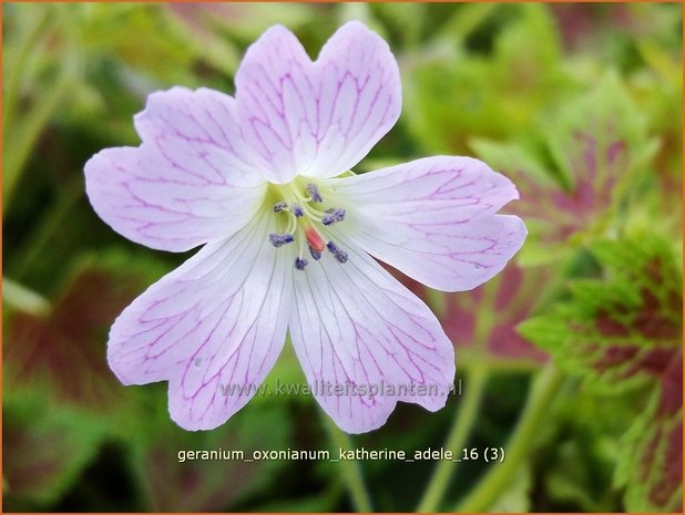 Geranium oxonianum 'Katherine Adele' | Ooievaarsbek, Tuingeranium | Oxford-Storchschnabel