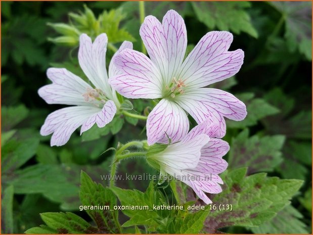 Geranium oxonianum 'Katherine Adele' | Ooievaarsbek, Tuingeranium | Oxford-Storchschnabel