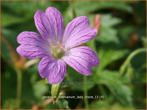 Geranium oxonianum 'Lady Moore' | Ooievaarsbek, Tuingeranium | Oxford-Storchschnabel