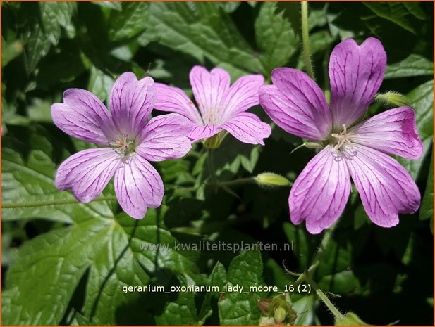 Geranium oxonianum 'Lady Moore' | Ooievaarsbek, Tuingeranium | Oxford-Storchschnabel