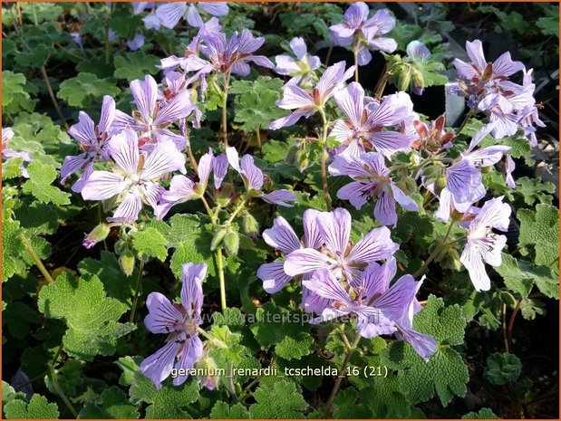 Geranium renardii 'Tcschelda' | Ooievaarsbek, Tuingeranium | Kaukasus-Storchschnabel