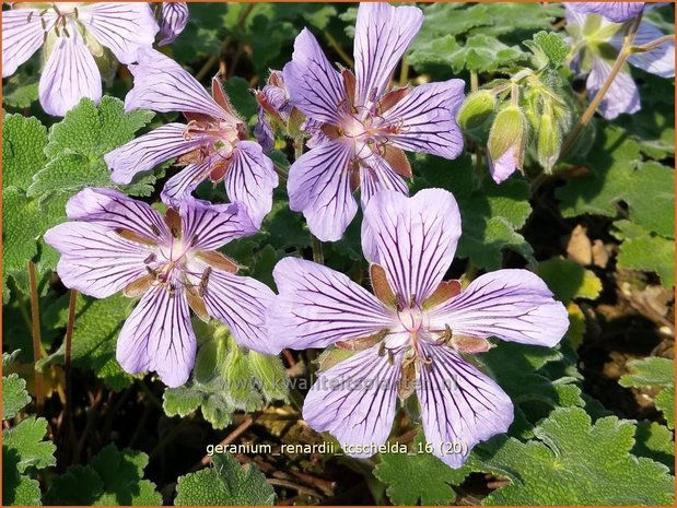 Geranium renardii 'Tcschelda' | Ooievaarsbek, Tuingeranium | Kaukasus-Storchschnabel