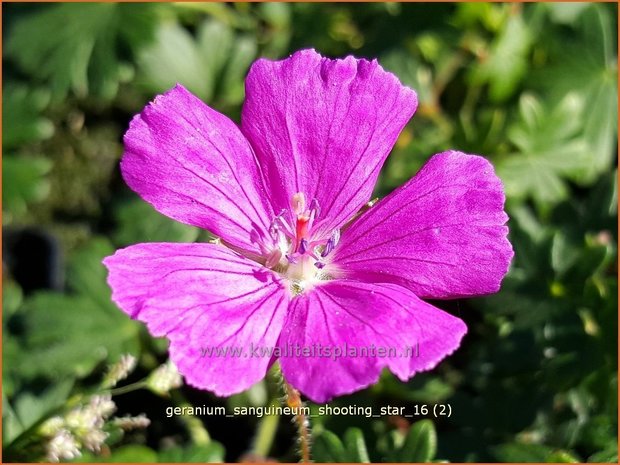 Geranium sanguineum 'Shooting Star' | Bloedooievaarsbek, Ooievaarsbek, Tuingeranium | Blut-Storchschnabel