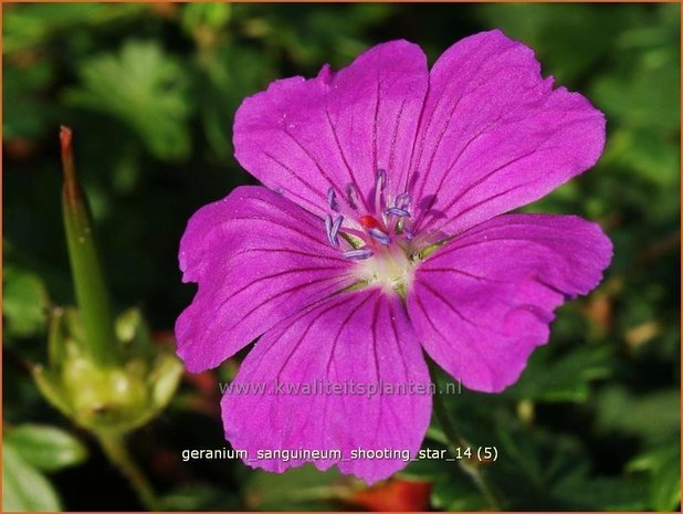 Geranium sanguineum 'Shooting Star' | Bloedooievaarsbek, Ooievaarsbek, Tuingeranium | Blut-Storchschnabel