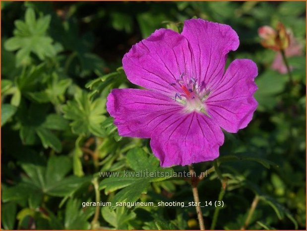 Geranium sanguineum 'Shooting Star' | Bloedooievaarsbek, Ooievaarsbek, Tuingeranium | Blut-Storchschnabel