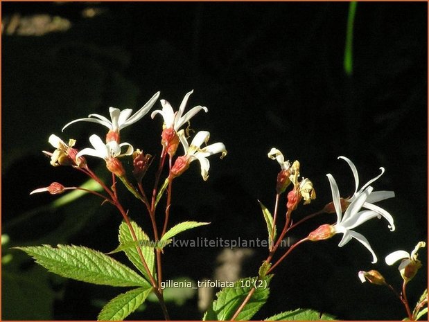 Gillenia trifoliata | Driebladige braakwortelspirea | Dreiblattspiere