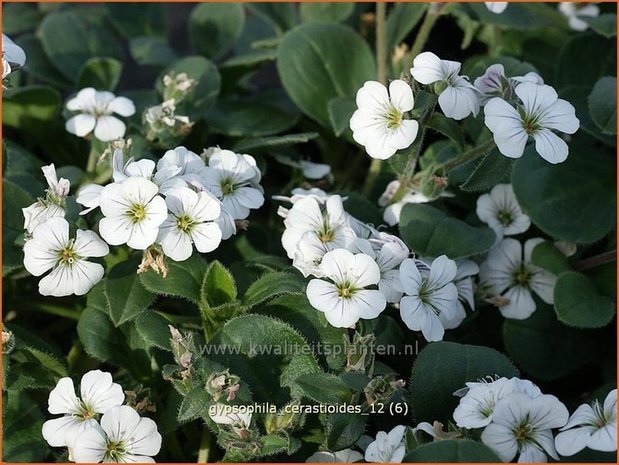 Gypsophila cerastioides | Gipskruid | Himalaya-Schleierkraut