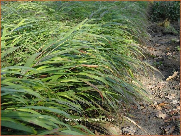 Hakonechloa macra | Japans bosgras, Japans siergras | Berggras