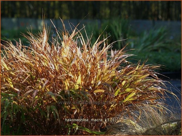 Hakonechloa macra | Japans bosgras, Japans siergras | Berggras