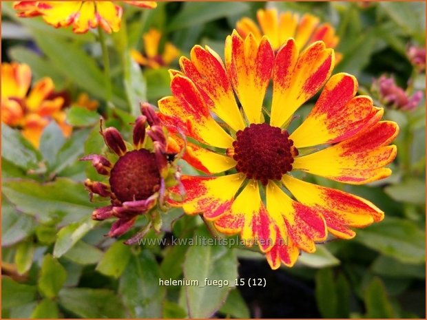 Helenium 'Fuego' | Zonnekruid | Sonnenbraut