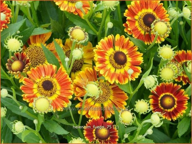 Helenium 'Fuego' | Zonnekruid | Sonnenbraut