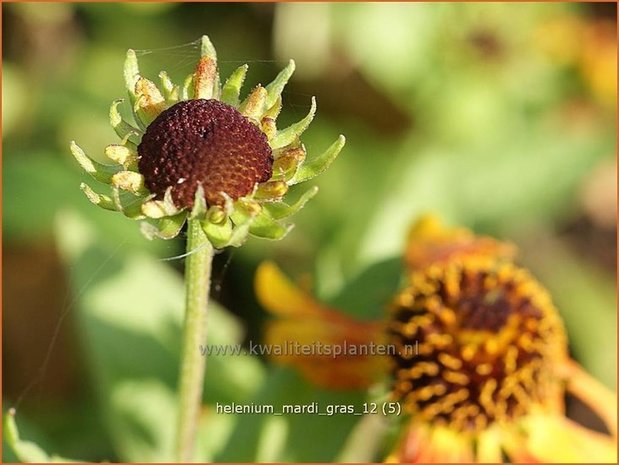 Helenium 'Mardi Gras' | Zonnekruid | Sonnenbraut