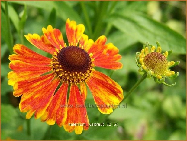 Helenium 'Waltraut' | Zonnekruid | Sonnenbraut