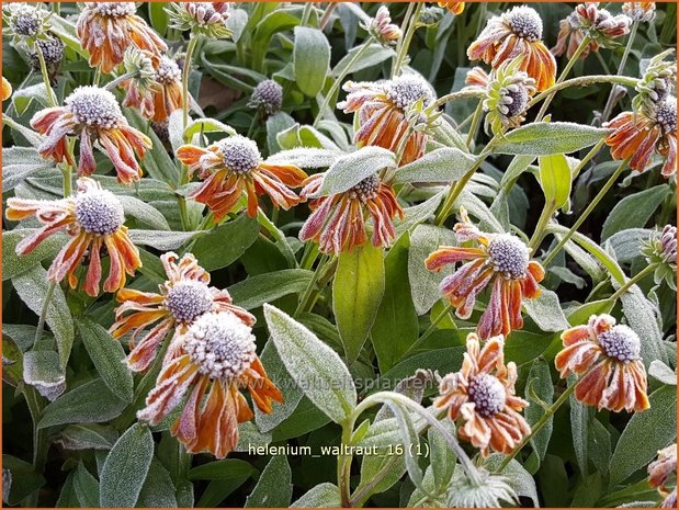 Helenium 'Waltraut' | Zonnekruid | Sonnenbraut