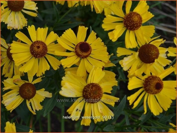 Helenium 'Wesergold' | Zonnekruid | Sonnenbraut