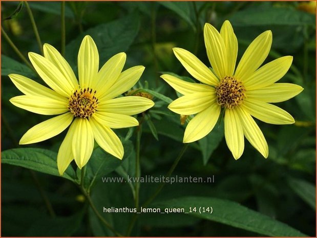 Helianthus 'Lemon Queen' | Vaste zonnebloem | Sonnenblume