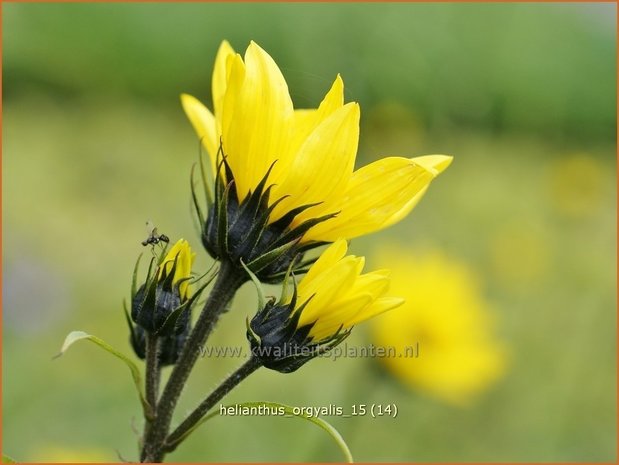 Helianthus orgyalis | Vaste zonnebloem | Klafterlange Sonnenblume