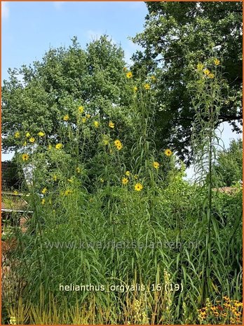 Helianthus orgyalis | Vaste zonnebloem | Klafterlange Sonnenblume