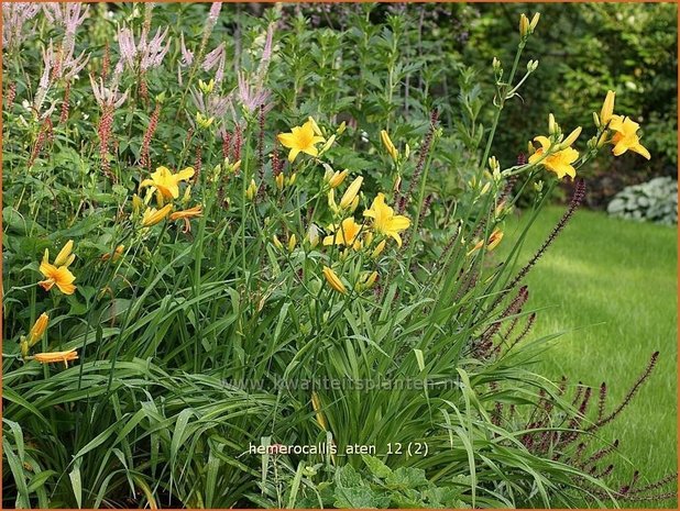 Hemerocallis 'Aten' | Daglelie | Taglilie