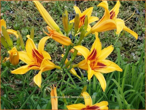 Hemerocallis 'Bonanza' | Daglelie | Taglilie