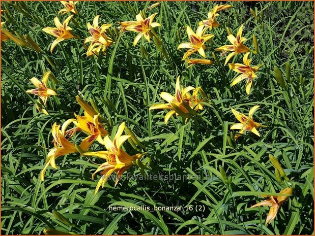 Hemerocallis 'Bonanza' | Daglelie | Taglilie