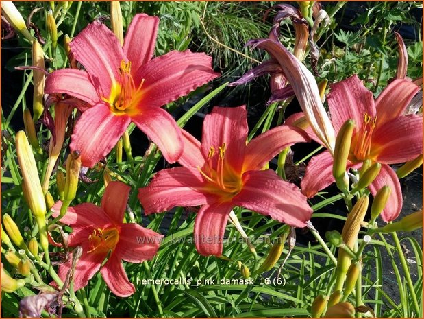 Hemerocallis 'Pink Damask' | Daglelie | Taglilie