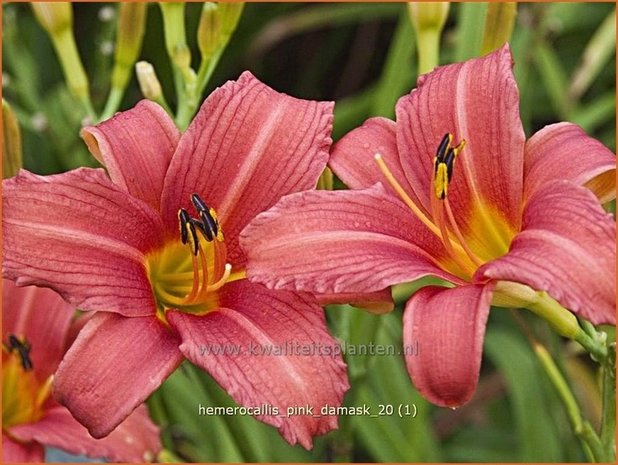 Hemerocallis 'Pink Damask' | Daglelie